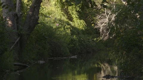 Creek with bugs flying in front of lens Stock Footage 106780207