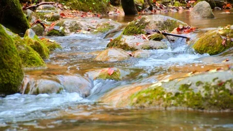 Creek Cascade with Fallen Red Leaves in Fall Stock Footage 88090430