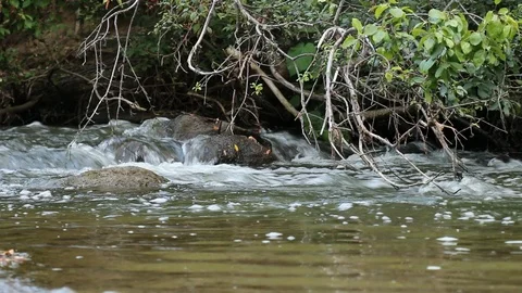 Creek Close up 3 Video stock 90725862