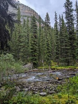 A creek cuts through a pine forest in the mountains Stock Photos