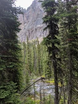 A creek cuts through a pine forest in the mountains Stock Photos