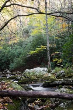 Creek with deadfall tree in the lower foreground with bare branches above Stock Photos