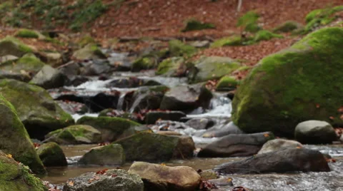 Creek in deep forest at autumn Stock Footage 44482508