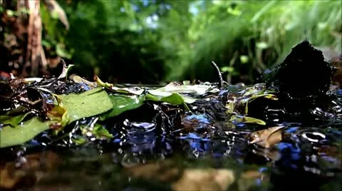 Creek in a deep forest Stock Footage 22289000