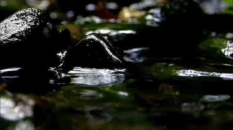 Creek in a deep forest Stock Footage 22708288