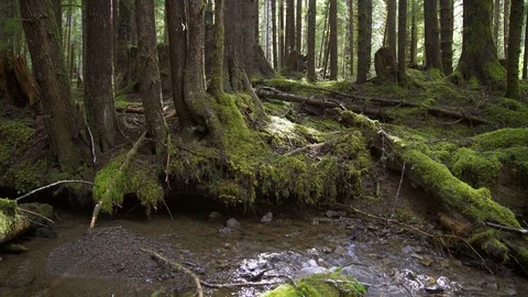 Creek in deep forest Stock Footage 87309619