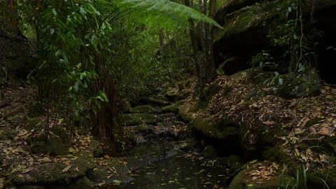 A creek in deep jungle Stock Footage 130367584