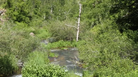 Creek disappears into the forest Stock Footage 40362524