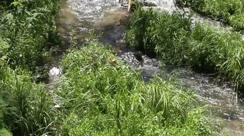 Creek divides into three streams Stock Footage 40362767