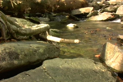 Creek dolly CU pull 1 Video stock 541276