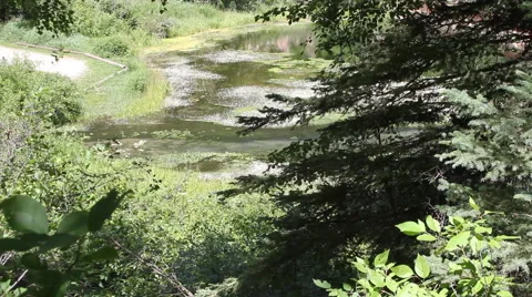 Creek drains into a pond Stock Footage 40347949