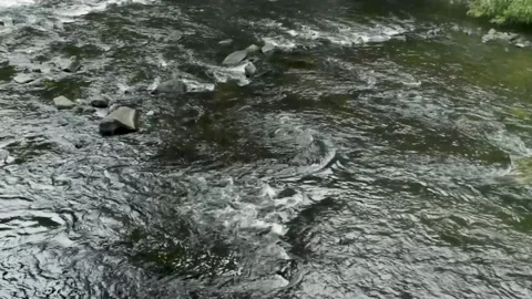 Creek during Summer 2 Stock Footage 301574684