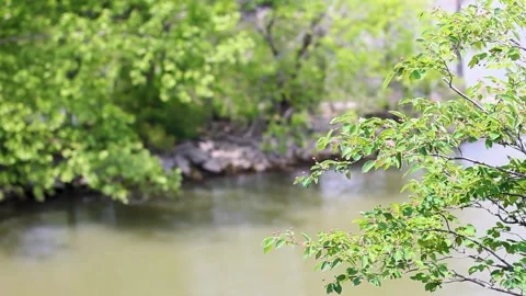 Creek during Summer Stock Footage 301574678
