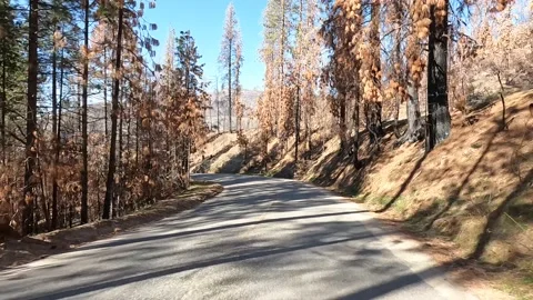 Creek Fire aftermath - March 2020, 18 months after the fire Stock Footage 181230237