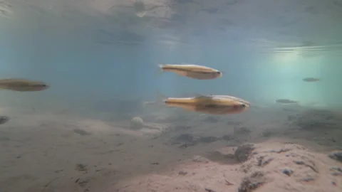 Creek Fish Timelapse Stock Footage 148162726