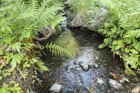 Creek with flora in forest Stock Photos