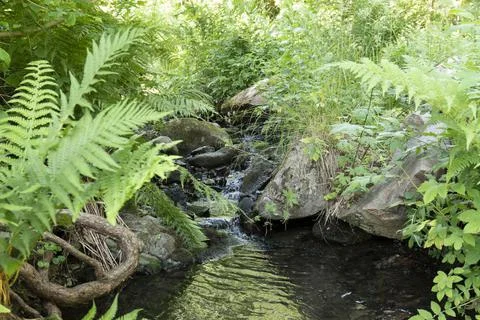 Creek with flora in forest Stock Photos