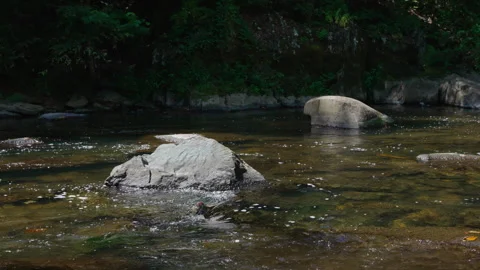 Creek flowing downstream while hitting rocks Stock Footage 249786470