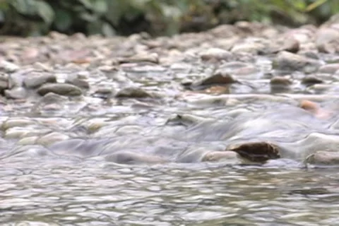 Creek Flowing Over Rocks 動画素材 8665980