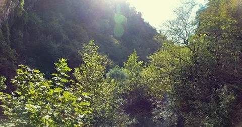 THE CREEK FLOWING SLOWLY THROUGH THE TREES Stock Footage 110771919
