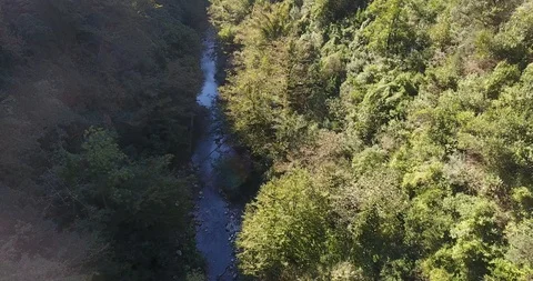 THE CREEK FLOWING SLOWLY THROUGH THE TREES Stock Footage 110772001