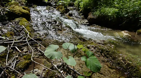 Creek flowing through the forest Stock Footage 26208929