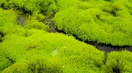 Creek Flowing Through Green Moss Stock Footage
