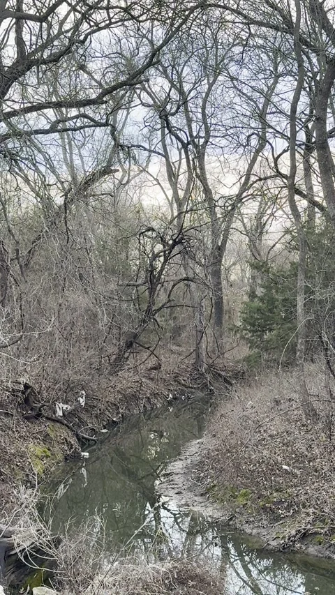 Creek Flowing Through Leafless Woods Video stock 344601366