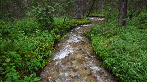 Creek flowing through spruce forest, Banff National Park Stock Footage 284961052