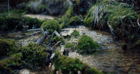 A creek flowing trough a moss environment in slow motion Video stock 129396349