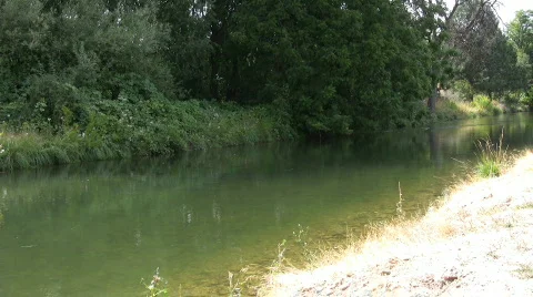 Creek flowing under a tree Stock Footage 846246