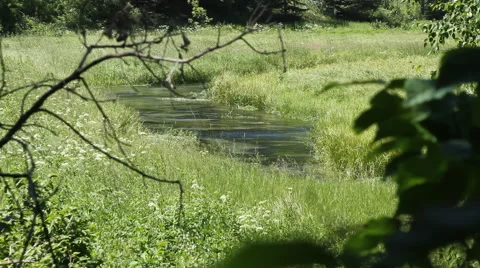Creek flows gently through a meadow Stock Footage 40353882
