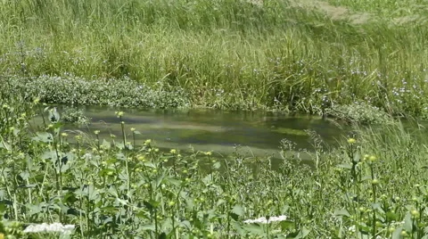Creek flows gently through a peaceful meadow Stock Footage 40354151