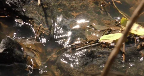 Creek flows light dances on background rocks Stock Footage 87763637