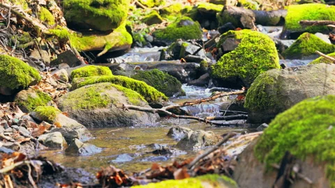 Creek flows in sunlight Stock Footage 132212693