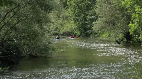 A creek flows through a dense forest Stock Footage 10889612