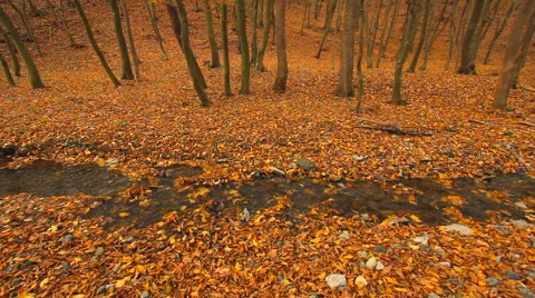 Creek flows through forest in autumn Stock Footage 43661666