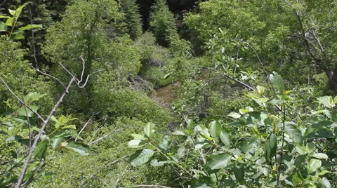 Creek flows through the forest Stock Footage 40301050