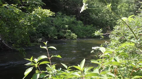 A creek flows through the forest Video stock 40340528
