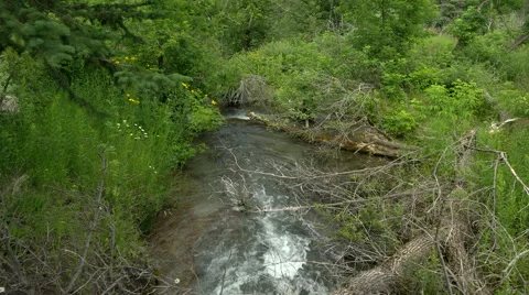 Creek flows through the forest Stock Footage 52335376