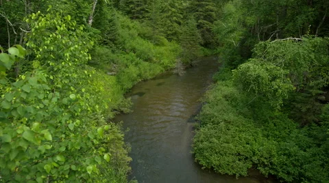 Creek flows through the forest Stock Footage 52335722