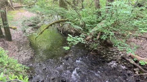 Creek flows through forest in Rogue Umpqua Divide Wilderness Stock Footage 329453471