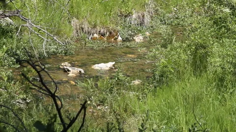 Creek flows through a grassy area Stock Footage 40358547