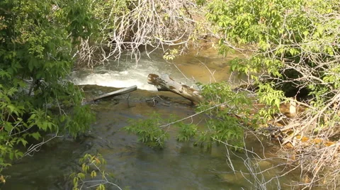 Creek flows through the greenery Stock Footage 40344152