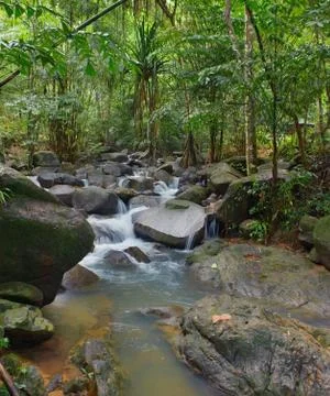 Creek flows through rocks and stones in tropical forest Stock Photos