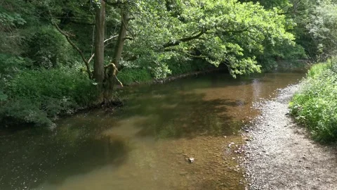 A creek flows through a sunny summer forest. Peace, tranquility, harmony Stock Footage 170323637