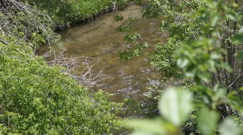 Creek flows through the trees Stock Footage 40302468