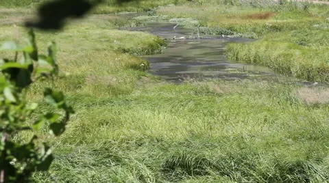 Creek flows through a windy meadow Video stock 40355004