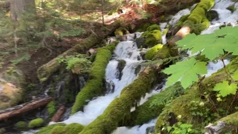 Creek flows under bridge and through moss covered rocks Stock-Footage 329457627