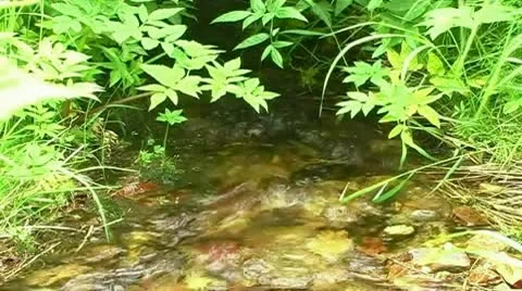 Creek Stock Footage